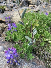 Lupinus nootkatensis