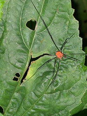Leiobunum politum