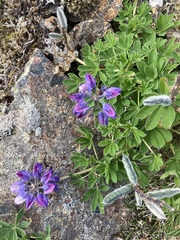 Lupinus nootkatensis
