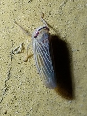 Chlorotettix necopinus