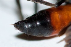 Anoplius semirufus