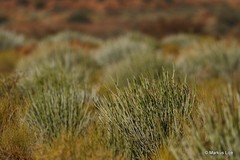 Euphorbia gregaria