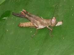 Chorotypidae