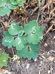 Phytomyza minuscula group