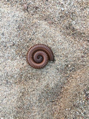 Orthoporus texicolens