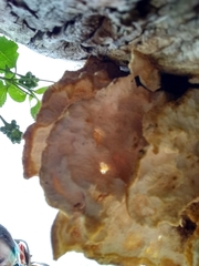 Fungi