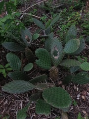 Opuntia decumbens