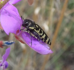 Acmaeodera solitaria
