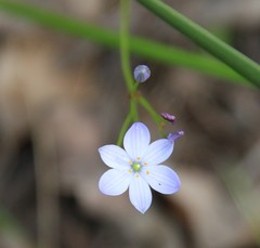 Chamaescilla
