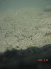 Etheostomatinae