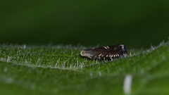 Grapholita interstinctana