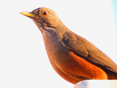 Turdus rufiventris