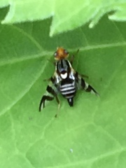 Rhagoletis striatella