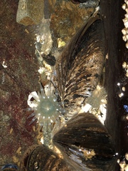 Aulactinia stella