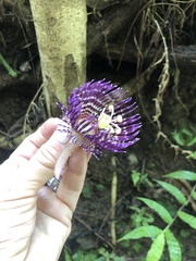 Passiflora