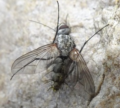 Trochilodes skinneri