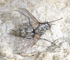 Trochilodes skinneri