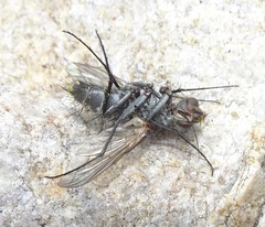 Trochilodes skinneri