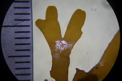 Cymodoceaceae