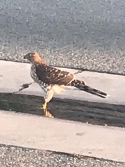 Accipiter cooperii