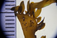 Cymodoceaceae