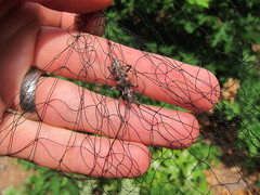 Monochamus carolinensis