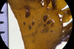 Cymodoceaceae