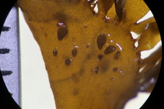 Cymodoceaceae