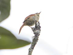 Cranioleuca subcristata