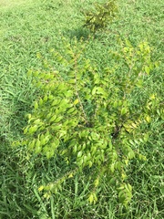 Myrciaria floribunda
