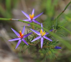 Calectasia narragara