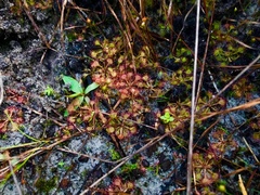 Drosera capillaris