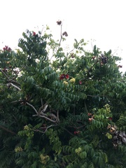 Majidea zanguebarica