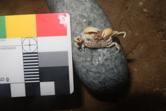 Pinnotherelia laevigata