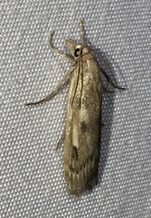 Occidentalia comptulatalis