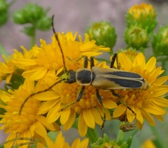 Chauliognathus opacus