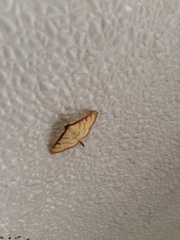 Cnaphalocrocis