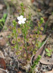 Drosera porrecta