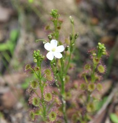 Drosera porrecta