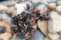 Semimytilus patagonicus