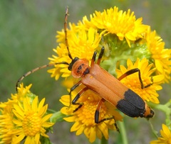 Chauliognathus profundus