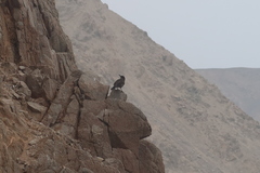 Cinclodes taczanowskii