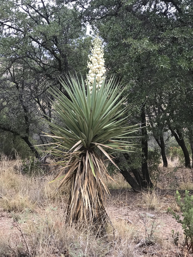 Schott's yucca