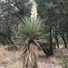 Schott's Yucca - Photo (c) CK Kelly, some rights reserved (CC BY), uploaded by CK Kelly