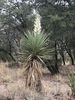 Schott's Yucca - Photo (c) CK Kelly, some rights reserved (CC BY), uploaded by CK Kelly