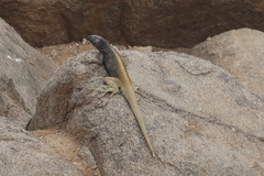 Microlophus quadrivittatus