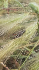 Melanoplus dawsoni
