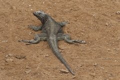 Microlophus quadrivittatus