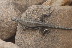 Microlophus quadrivittatus