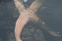 Stichaster striatus